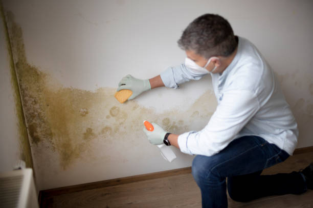 Best Water Damage & Mold Remediation  in Oak Grove, TN