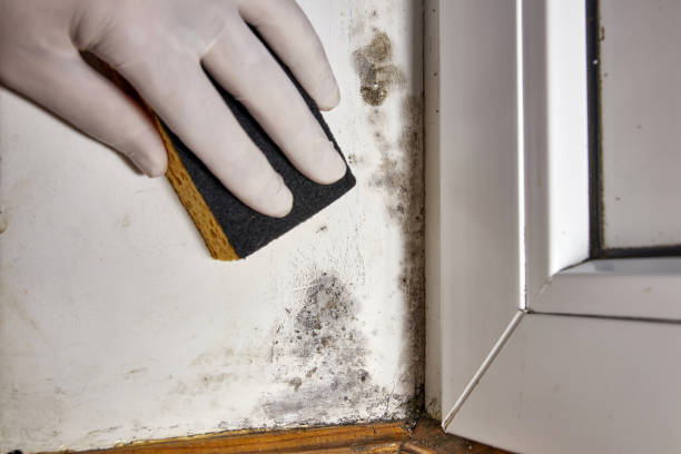 Best Mold Odor Removal Services  in Oak Grove, TN