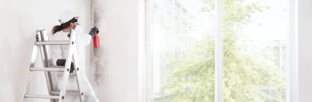 Best Attic Mold Removal  in Oak Grove, TN